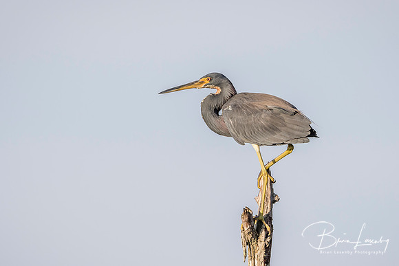 Tricolored Heron Perched in a Dead Tree - Florida