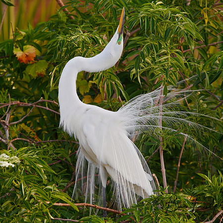 Great Egret