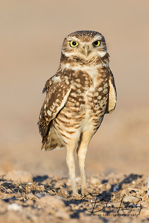 Burrowing Owl perched on the ground - Salton Sea, California