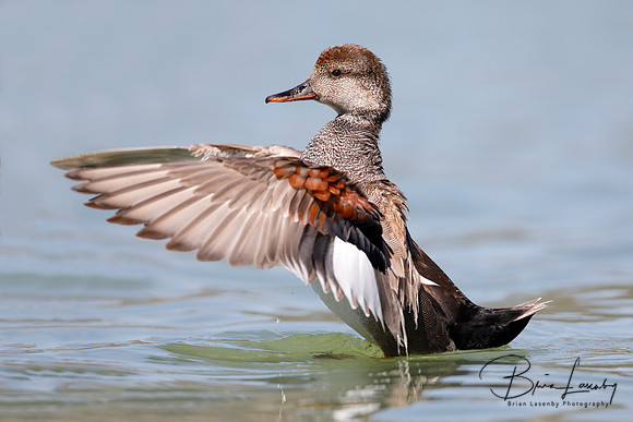 Male Gadwall flapping its wings on a lake - California