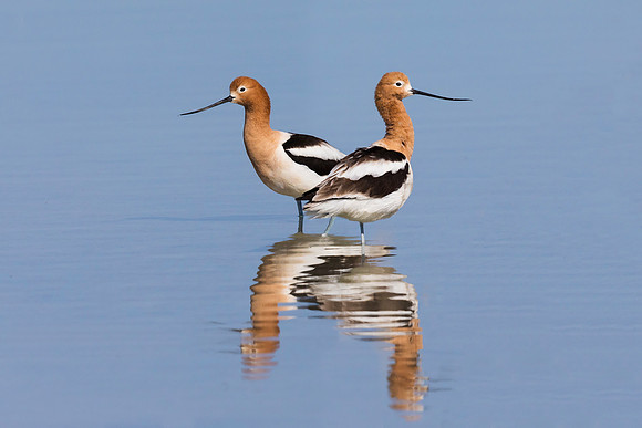 Pair of American Avocets in a shallow lake - Nevada