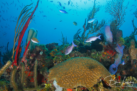 School of Fish Over a Tropical Coral Reef