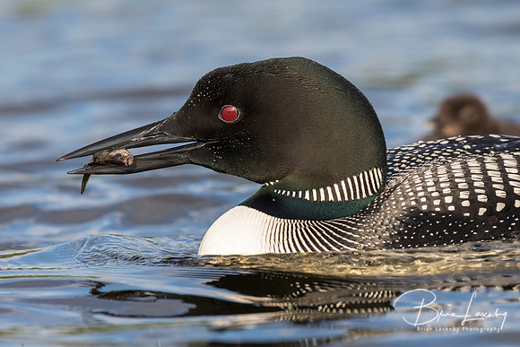 A Common Loon carries a freshly caught fish to its chick in the