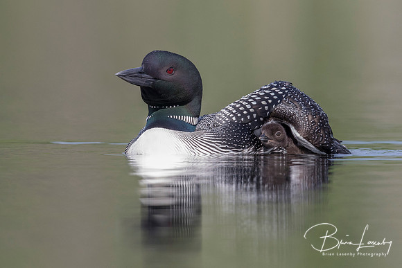 A Common Loon chick seeks shelter under the wing of its mother -