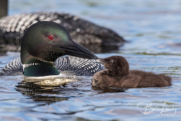 A week-old Common Loon chick touches bills with its parent - Ont