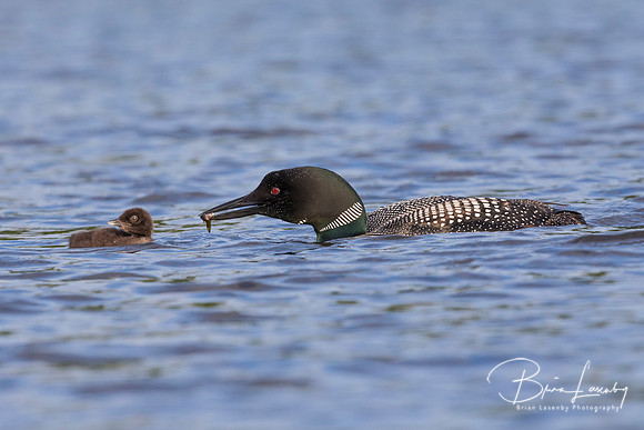 A Common Loon carries a freshly caught fish to its chick - Ontar