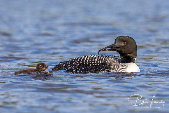 A Common Loon carries a freshly caught fish to its chick - Ontar
