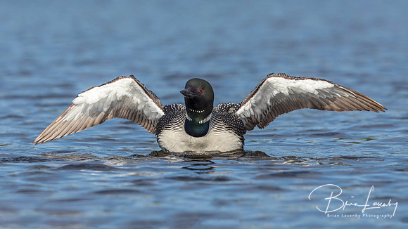 A Common Loon rises from the water to shake its wings dry - Onta