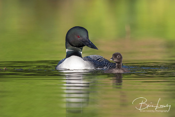 A week-old Common Loon chick practising its swimming skills as i