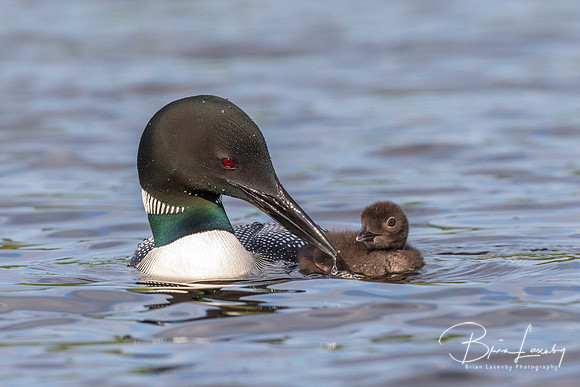 A Common Loon pulls its beak from the water as its chick looks o