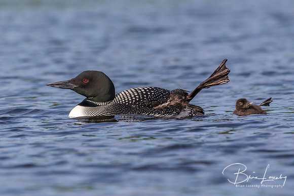 A Common Loon chick  and its mother wave a foot in the air