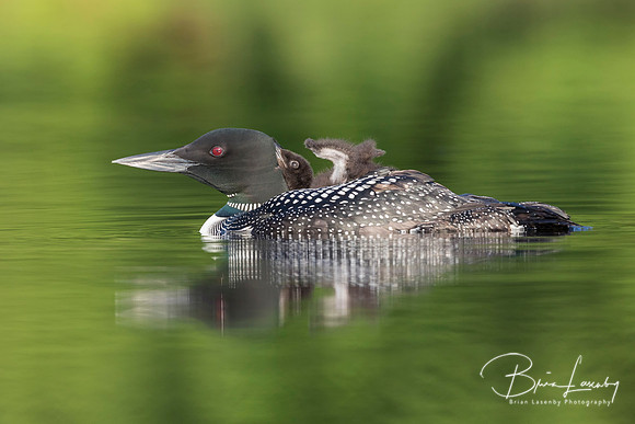 A week-old Common Loon chick rides on its mother's back - Ontari
