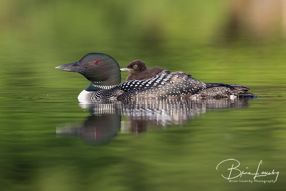 A week-old Common Loon chick rides on its mother's back - Ontari