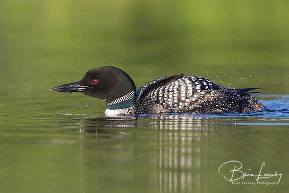 Common Loon ruffling its feathers after preening - Ontario, Cana