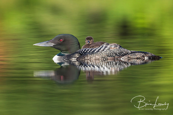 A week-old Common Loon chick rides on its mother's back - Ontari