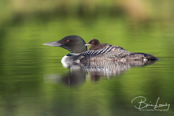 A week-old Common Loon chick rides on its mother's back - Ontari