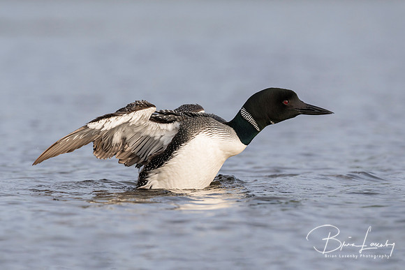 A Common Loon flapping its wings to dry them after preening in a