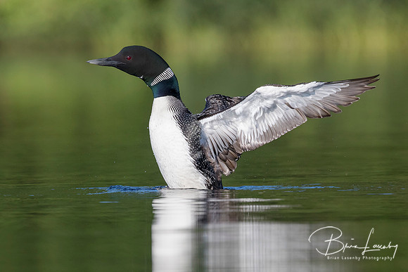 A Common Loon flapping its wings to dry them after preening in a