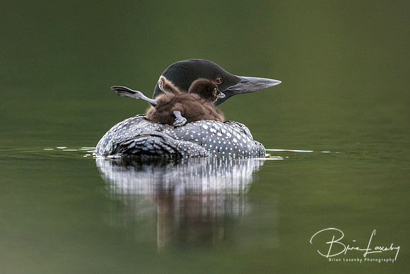 A week-old Common Loon chick stretches its legs and wings while