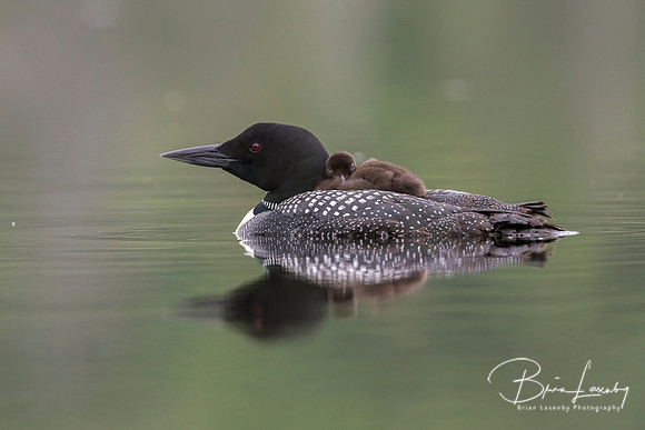 A week-old Common Loon chick rides on its mother's back - Ontari