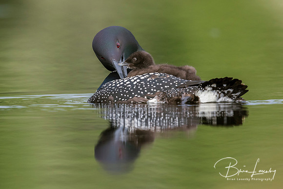 A week-old Common Loon chick rides on its mother's back while sh
