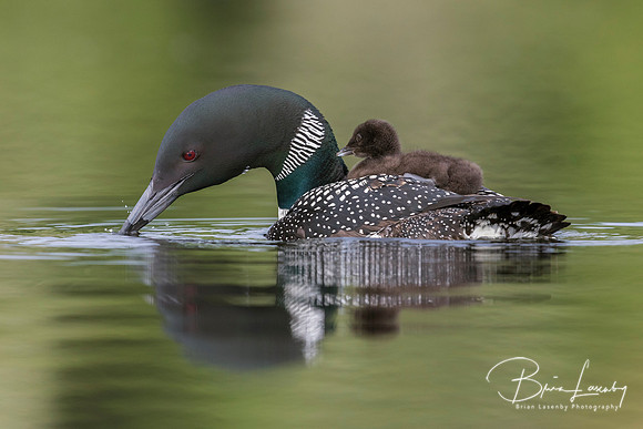 A week-old Common Loon chick  rides on its mother's back on a Ca