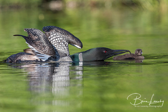 A Common Loon with wings stretched out feeds a fish to its week-