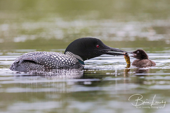 A week-old Common Loon chick is fed a fish by one of its parents