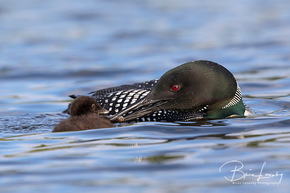 A week-old Common Loon chick is fed a fish by one of its parents