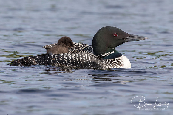 A week-old Common Loon chick rides on its mother's back while pa