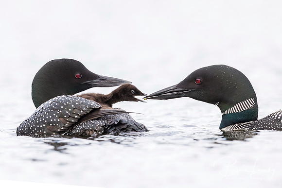 A week-old Common Loon chick  emerges from under its mother's wi