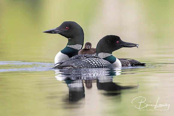 A week-old Common Loon chick rides on its mother's back as its f
