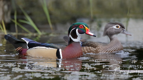 Pair of Wood Ducks - Grand Bend, ON