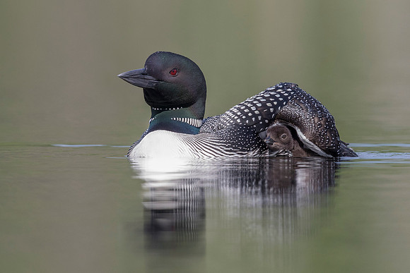 A Common Loon chick seeks shelter under the wing of its mother -