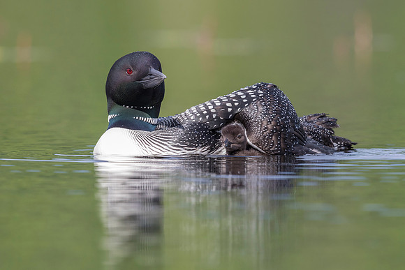 A Common Loon chick seeks shelter under the wing of its mother -