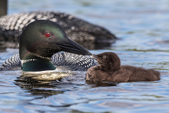 A week-old Common Loon chick touches bills with its parent - Ont