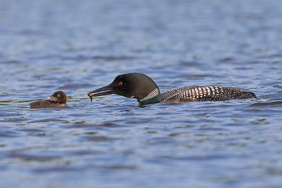 A Common Loon carries a freshly caught fish to its chick - Ontar