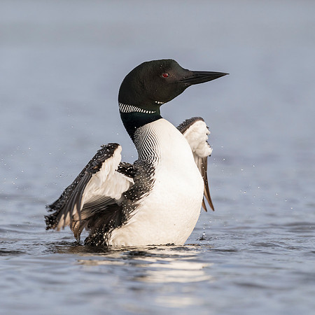 A Common Loon flapping its wings to dry them after preening in a