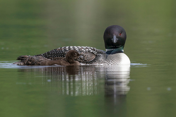 A week-old Common Loon chick swims next to its mother on a Canad