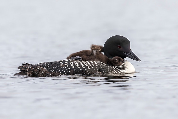 A week-old Common Loon chick stretching its wings