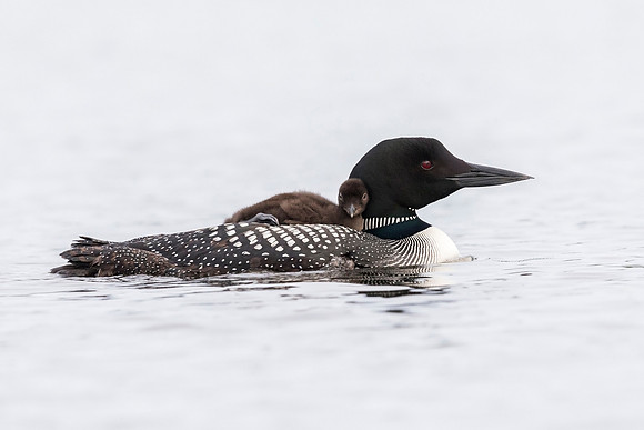 A week-old Common Loon chick  riding on its mother's back - Onta