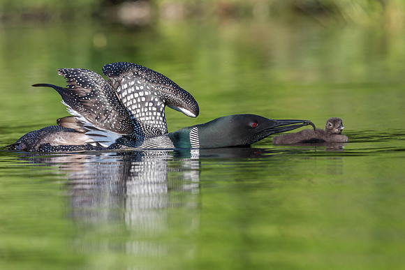 A Common Loon with wings stretched out feeds a fish to its week-