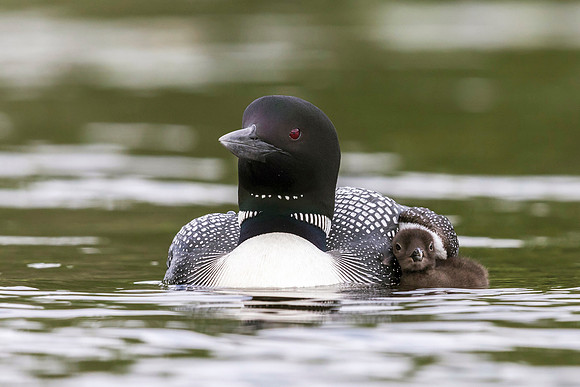 A Common Loon chick seeks cover under the wing of its mother - H