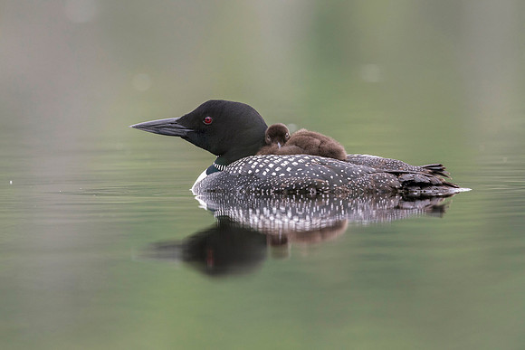 A week-old Common Loon chick rides on its mother's back - Ontari