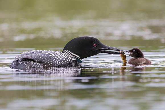 A week-old Common Loon chick is fed a fish by one of its parents