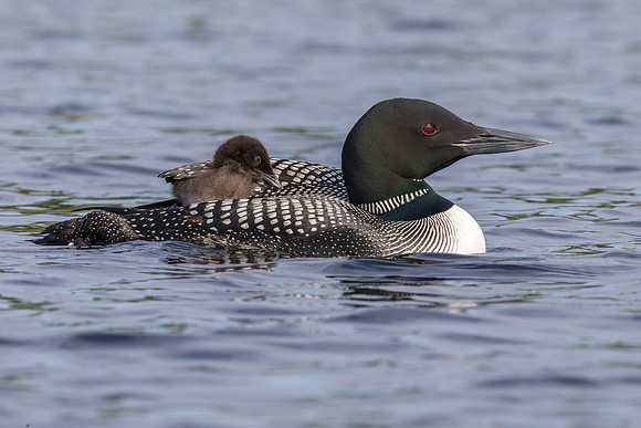 A week-old Common Loon chick rides on its mother's back while pa
