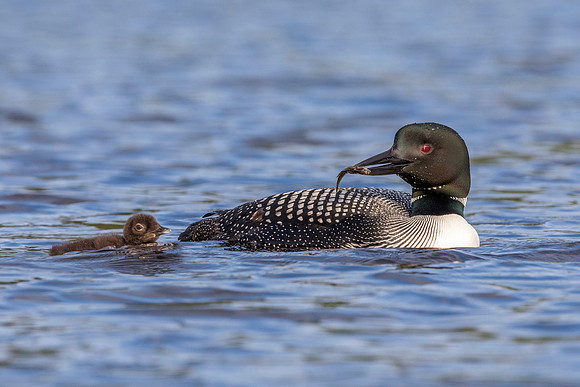 A Common Loon carries a freshly caught fish to its chick - Ontar