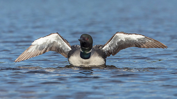 A Common Loon rises from the water to shake its wings dry - Onta