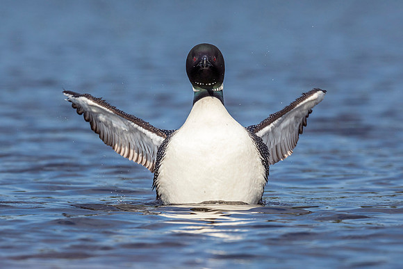 A Common Loon rises from the water to shake its wings dry - Onta