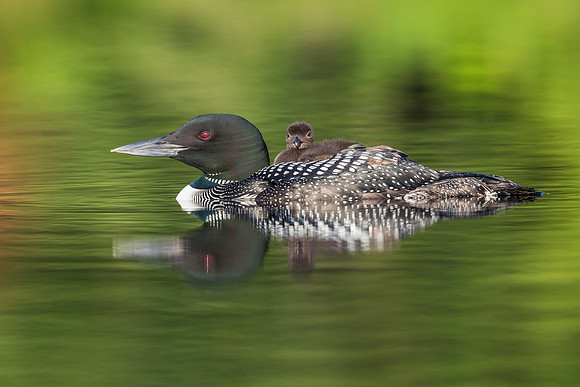 A week-old Common Loon chick rides on its mother's back - Ontari